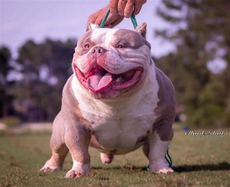 pocket bully growth weight chart  size  age