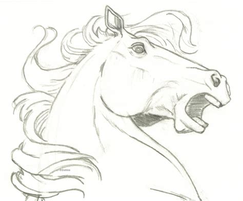 Horse head- surprise | Horse head drawing, Horse drawings, Horse sketch