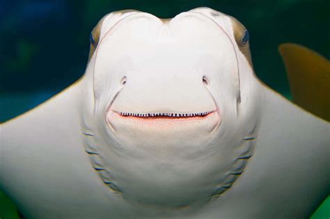 12 Interesting Facts About Stingray Teeth - Aquarium Whisperer