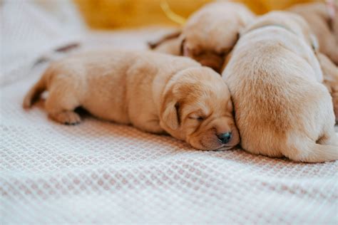 How to Spot a Responsible Golden Retriever Breeder | New York Dog Nanny