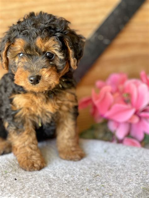 ️Yorkipoos do well when training, they are usually a quick learner