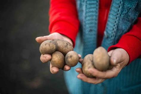 5 Best Potato Growing Containers - Gardenia Organic