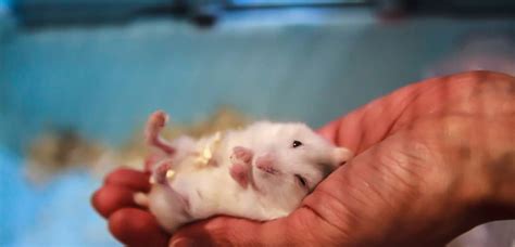 Chuột Hamster Winter White Siêu Đẹp Cực Cute [ NEW 2022] - Link Tài ...