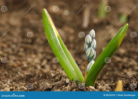 Sapling stock image. Image of ecology, flora, life, development - 8876255