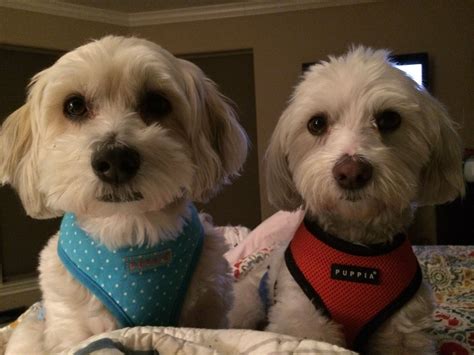 Pin by Mary Babrick on Animals | Dog adoption, Havanese dogs, Rescue dogs