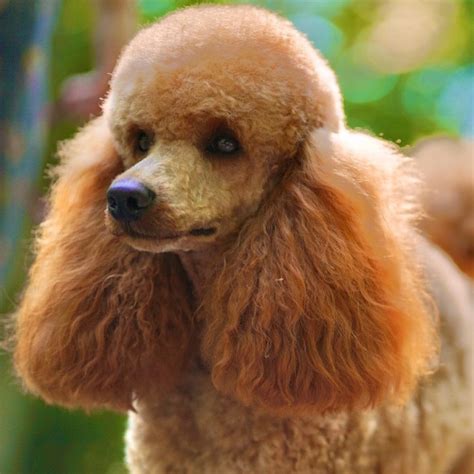 how to cut poodle hair