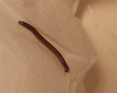 Help ID this worm thing : r/whatisthisbug