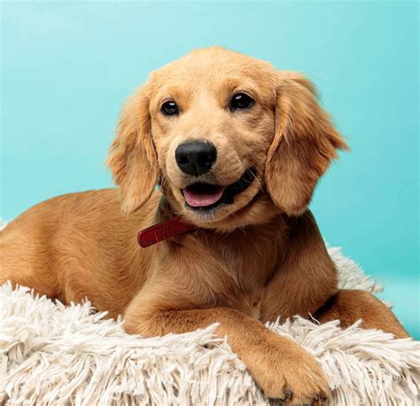 Miniature Golden Cocker Retriever