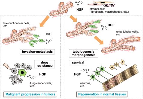 Biomedicines | Free Full-Text | HGF–Met Pathway in Regeneration and