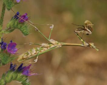 Червона книга України. Емпуза смугаста Empusa fasciata Brullè, 1836