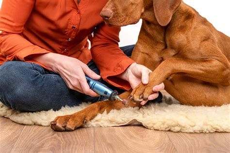 Nail Trimming For Dogs...Everything You Need To Know