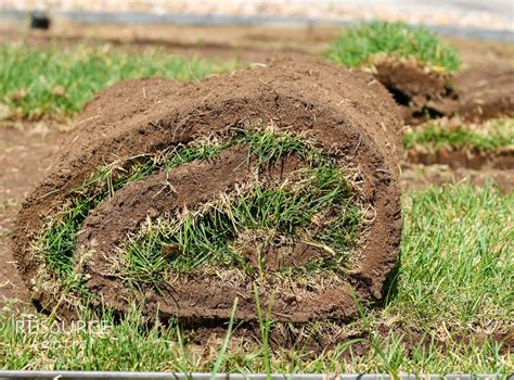 Lawn Replacement Program | Wheat Ridge, CO - Official Website