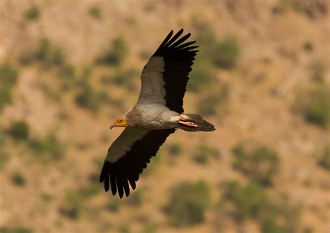 Spring migration is underway for LIFE Rupis Egyptian Vultures - Vulture
