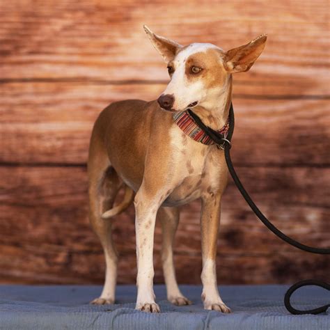 Podenco Andaluso – podencosangels