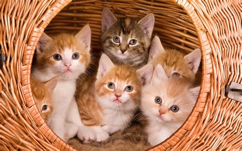 Картинки Фотки Котиков — Фото Картинки