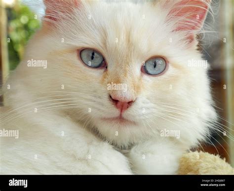 siberian cat, cat breed Stock Photo - Alamy