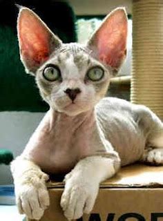 Kucing Devon Rex
