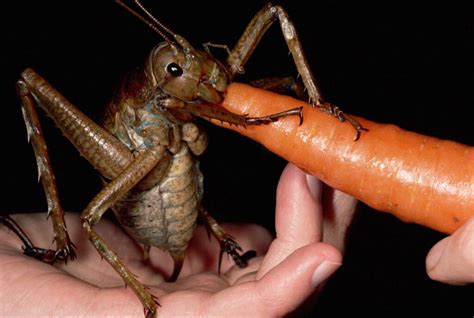 Giant Wētā Facts and Pictures