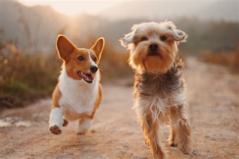 Dogs — Lake Norman Animal Shelter