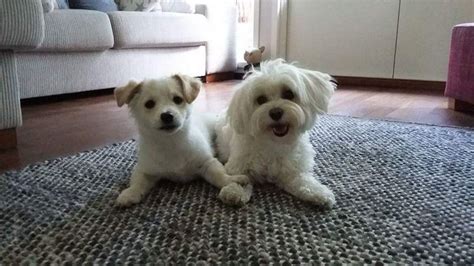 Keltainen valo: Millainen on havannankoira? / What kind of dog is ...