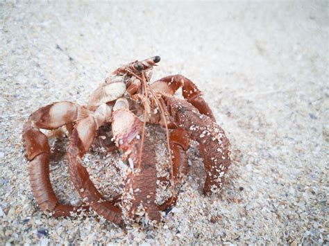 lastworld Fun: Hermit Crab Change Shell