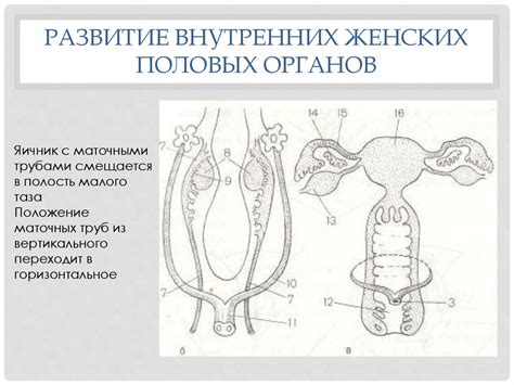 Развитие органов мочеполовой системы - презентация онлайн