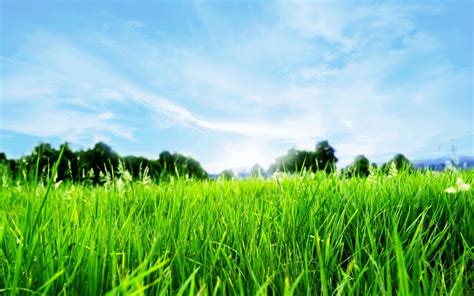 green grass wallpapers top  green grass backgrounds wallpaperaccess