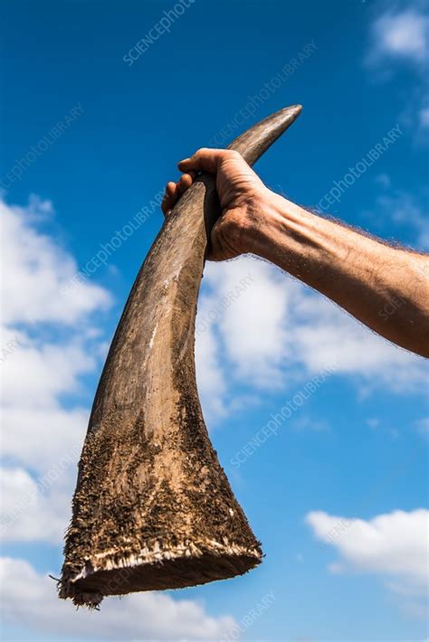 White rhino horn - Stock Image - C032/6481 - Science Photo Library