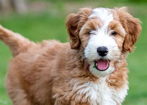 Mini Goldendoodle: Your Complete Guide to Mini Goldendoodles