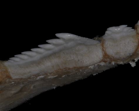 Hexanchus griseus | Shark-References
