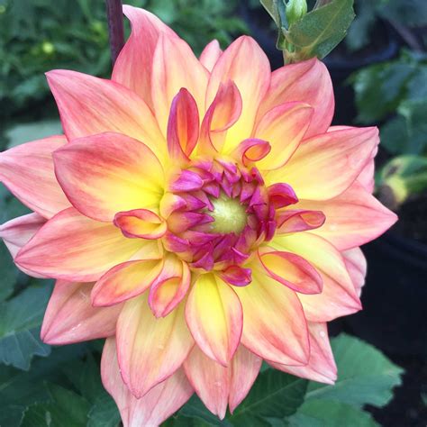 Summer Flowers From Bulbs at Beverly Shields blog