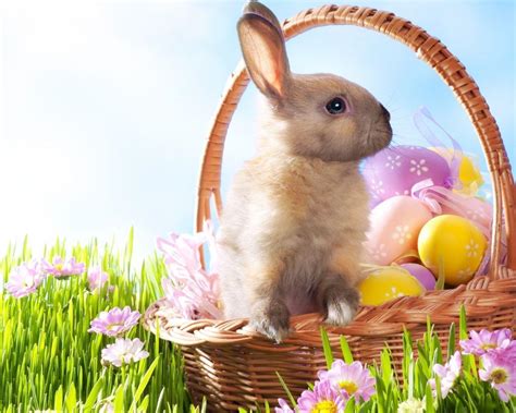 Easter Rabbits Wallpapers - Top Free Easter Rabbits Backgrounds ...