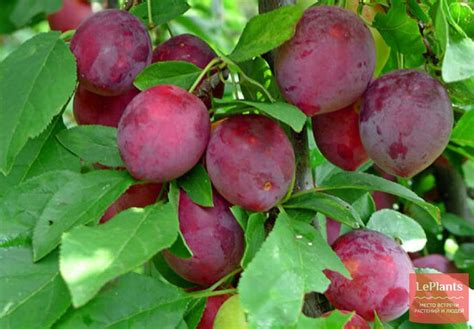 Слива китайская (Prunus salicina) — описание, выращивание, фото | на ...