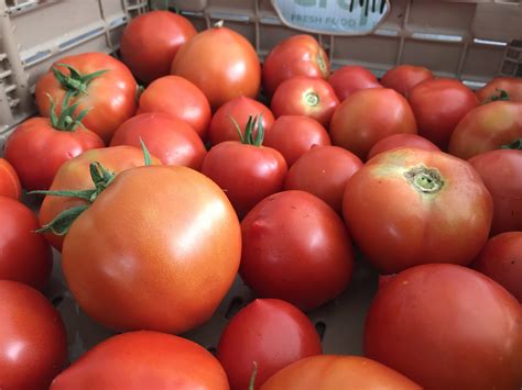 Common Garden Pests – VINES