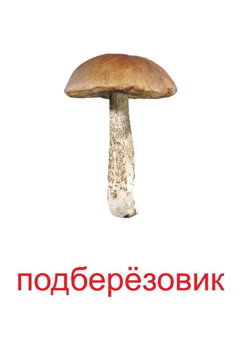 Подберезовик — Все для детского сада