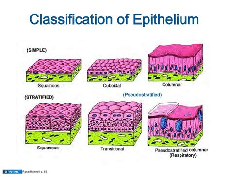 09.08.08: Epithelium