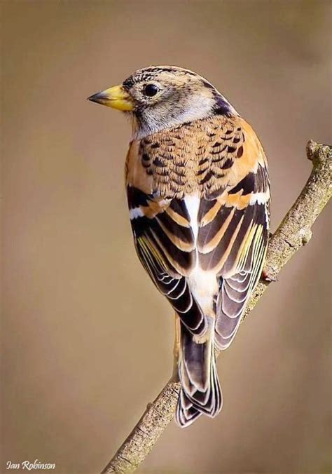 Épinglé par Barbara Peebles sur Quick Saves | Oiseaux, Pinson