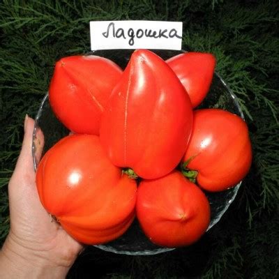 Томат Ладошка: описание сорта помидоров, характеристики. Особенности ...