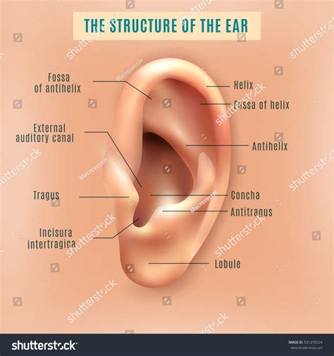 Outer External Part Human Ear Structure Stock Vector (Royalty Free ...