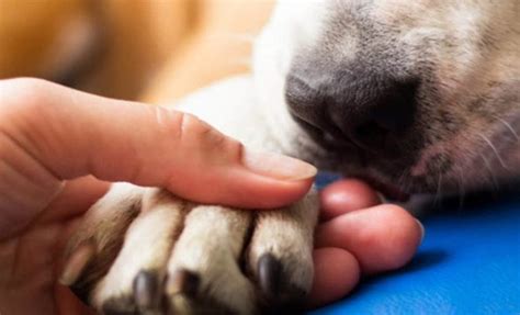 O Que Fazer Quando O Cachorro Morre - O que fazer quando o cachorro morre?