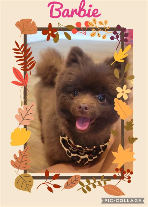 Chicky's Pet Salon Mobile | Edinburg TX