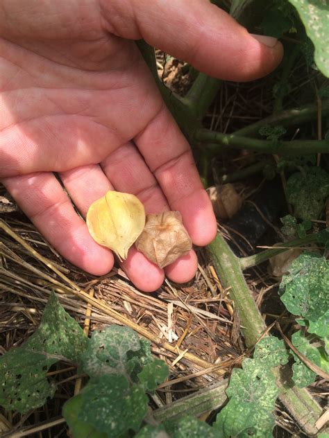 Aunt Molly's Ground Cherry Plant Start — Sunny Lane Farm