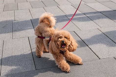 1,147 Bark Poodle Royalty-Free Images, Stock Photos & Pictures | Shutterstock