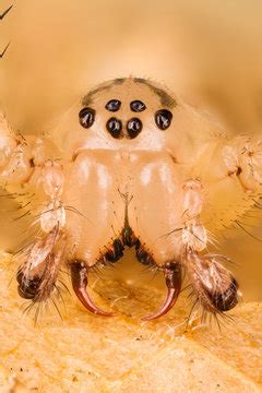 รูปภาพTriangularis – เลือกดูภาพถ่ายสต็อก เวกเตอร์ และวิดีโอ1,172 ...