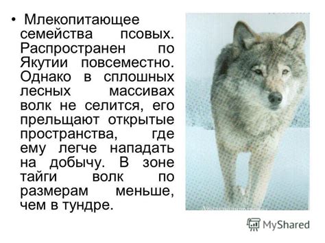 Презентация на тему: "презентация "Волк"". Скачать бесплатно и без ...
