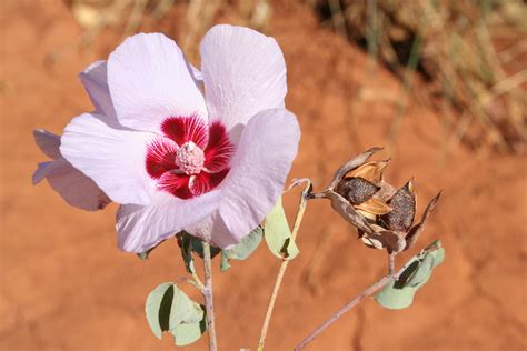 Desert Rose