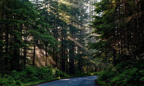 sfarsit acasa copilul toamnei