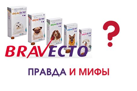 БРАВЕКТО – вся правда о «чудо-таблетке» от клещей | PetGlobals.com