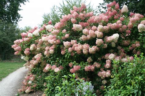Метельчатые : Hydrangea paniculata Pink diamond. Гортензия метельчатая ...