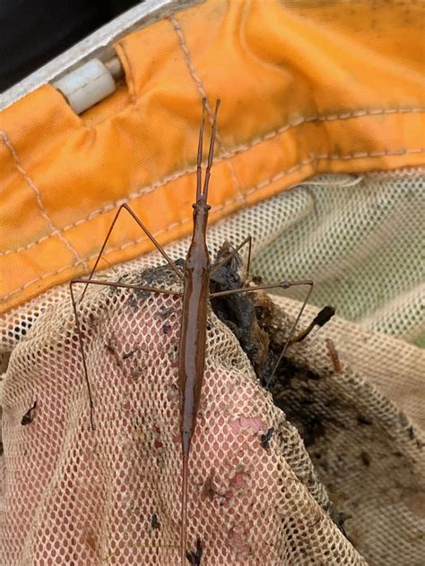 Eight-year-old boy discovers rare water stick insect in the Bog Meadows